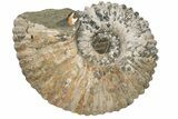 Bumpy Ammonite (Douvilleiceras) Fossil - Madagascar #224610-1